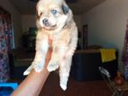 Pomeranian Dog