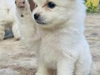 Pomanerian Puppy