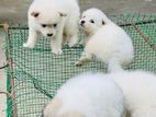 Pomeranian Puppies