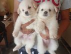 Pomeranian Puppies