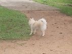 Pomeranian Dog
