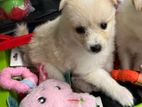 Pomanerian Puppies