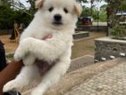 Pomanerian Puppies