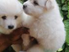 Pomanerian Puppies