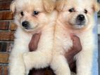 Pomeranian Puppies