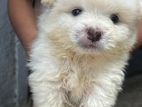 Pomanerian Puppies