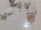 Pomanerian Puppies