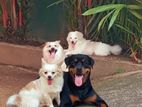 Pomanerian Puppies