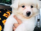 Pomanerian Puppies
