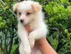 Pomeranian Puppies