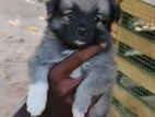 Pomanerian Puppies