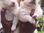 Pomanerian Puppies