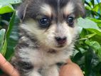Pomeranian Puppy