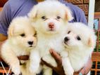 Pomeranian Puppies