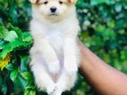 Pomanerian Puppy