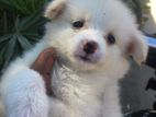 Pomanerian Puppy