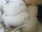 Pomanerian Puppy