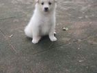 Pomanerian Puppy