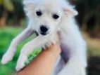 Pomanerian Puppy