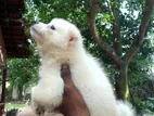 Pomanerian Puppies