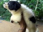 pomanerian puppy