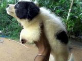 pomanerian puppy