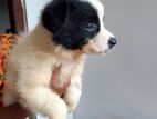 Pomanerian Puppy