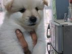Pomeranian Puppy