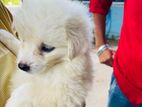 Pomanerian Puppy