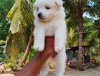 Pomeranian Puppies