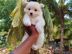 Pomanerian Puppy