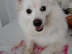 Pomeranian for Crossing