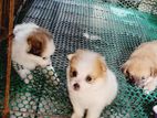 Pomanerin Puppies