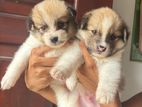 Pomanerion Puppies
