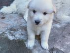 Pomeranian Puppies