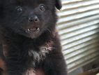 Pomeranian Puppies