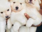 Pomeranian Puppies