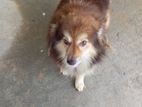Pomenerian Dog