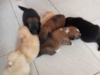Pomaneriyan Dog