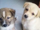 Pomaneriyam Dog