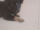 Pomeranian Puppies