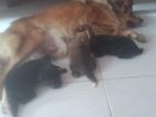 Pomeranian Puppies