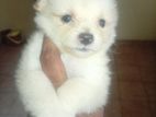 Pomaneriyan Puppies