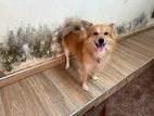 Pomanariyan Dog For Crossing