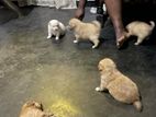Pomaranian Puppies