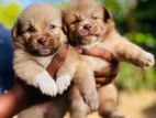 Pomaranian Puppies