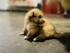 Pomaranian Puppies