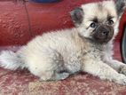 Pomeranian Puppies