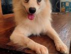 Pomanerian Dog