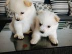 Pomeranian Puppies